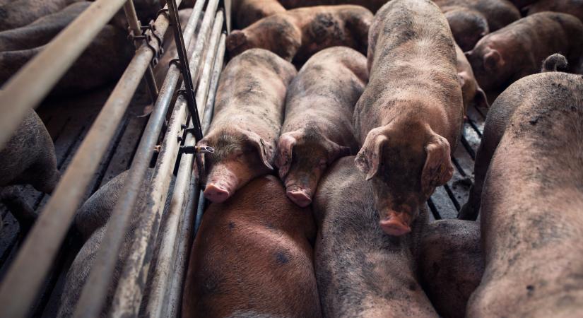 Karantént hirdettek: afrikai sertéspestist észleltek Vinnicja megyében - Karpat.in.ua