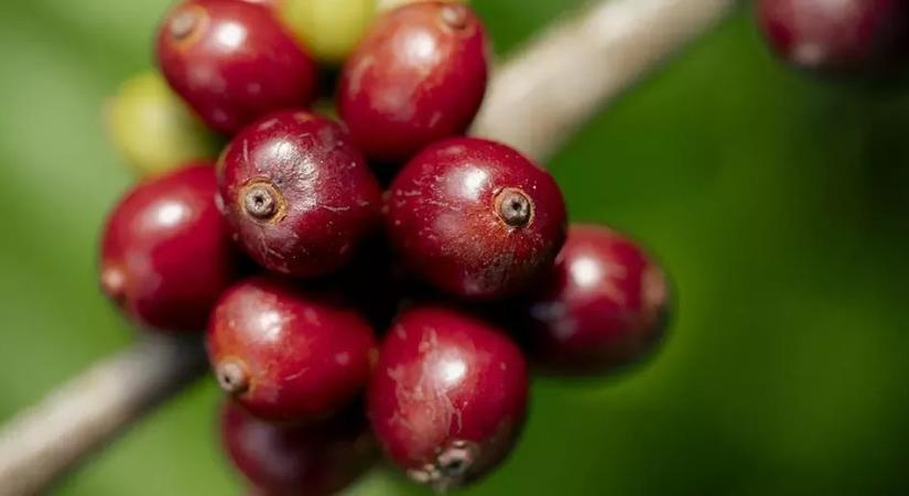 Túlteljesítette a Nescafé a regeneratív gazdálkodásból származó kávébeszerzéssel kapcsolatos célját - Trademagazin