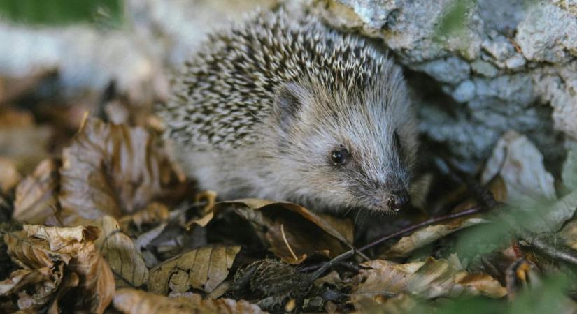 Váratlan látogató a kertben, mit tegyünk? - Dehir