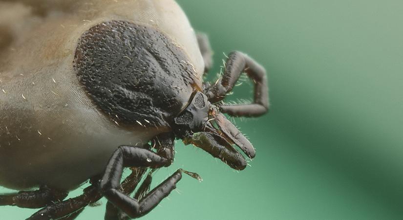 Veszélyes élősködő szaporodott el, jobb, ha óránként ellenőrzi magát - 168.hu