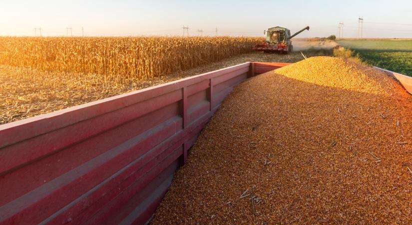Már haditerv kell az aratáshoz itthon: napról napra borul minden a földeken - Agrárszektor