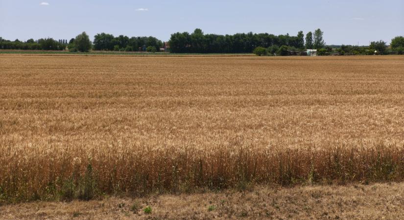 Így szárad ki az ország – megdöbbentő képsorozat a földekről - Agrárszektor