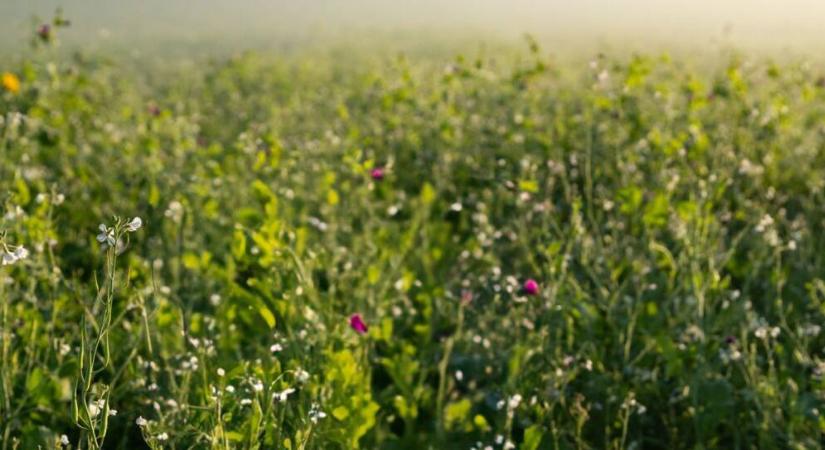 Használja ki a viterra közteskeverékek talajjavító hatását - Agrofórum
