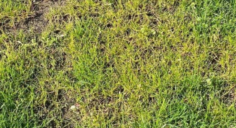 Humin Garden és Esstence Origo-s talajjavítással a gyep gombabetegségei ellen - Édenkert