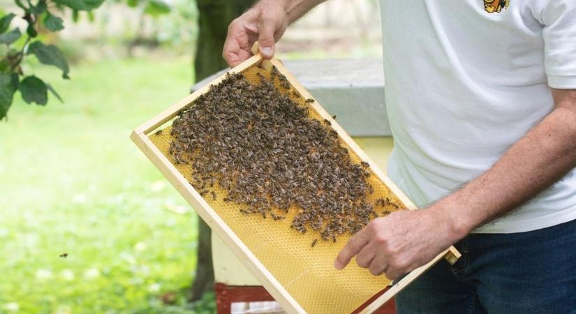 A csípés után 30 perce van: életmentő tanácsok, amiket jó, ha megfogad! - Teol