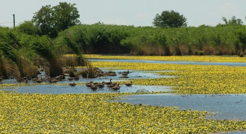 Zöld utat kapott a világon egyedülálló hortobágyi attrakció megvalósítása - Haon