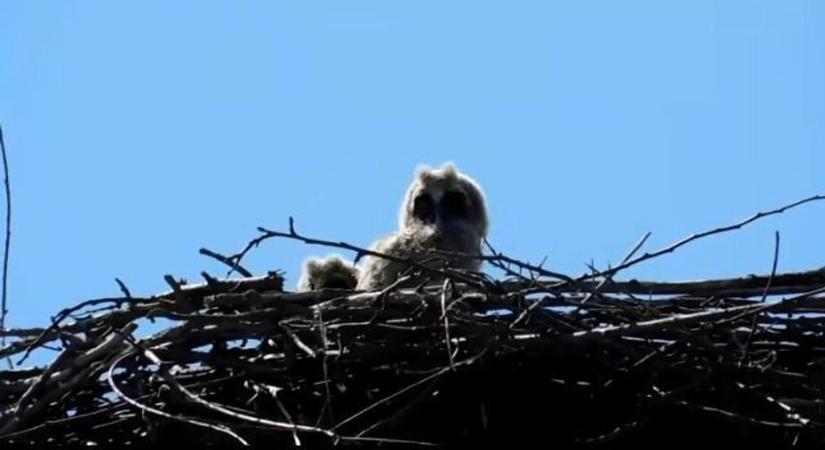 Cuki és megható történet a bagolyról, aki gólyának képzeli magát  videó! - Veol