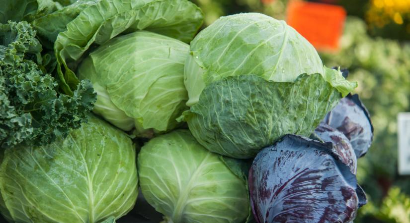 Ez hihetetlen: itt már háromszor annyiba kerül a káposzta, mint tavaly - Agrárszektor