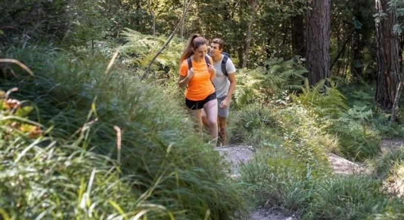 Hallott már a kaukázusi medvetalpról? - Nem várt veszély leselkedik a kirándulókra - fotó - Kisalföld