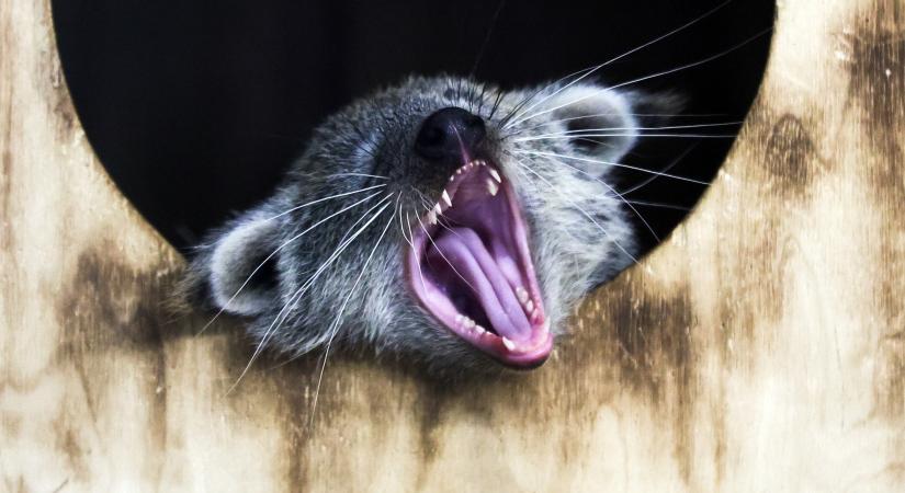 Ezek a kedd legjobb képei: fényűző kutyaszülinap, lovas a házban - Blikk - Galériák