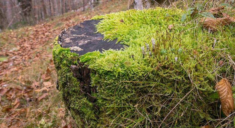 200 kilogrammnyi mohát loptak – elítélték őket - Agroinform