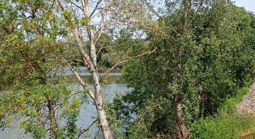 Nem fogja kitalálni, mi bukkant elő a Bodrogból. Sokan örülnek neki... - képek, videó - Boon