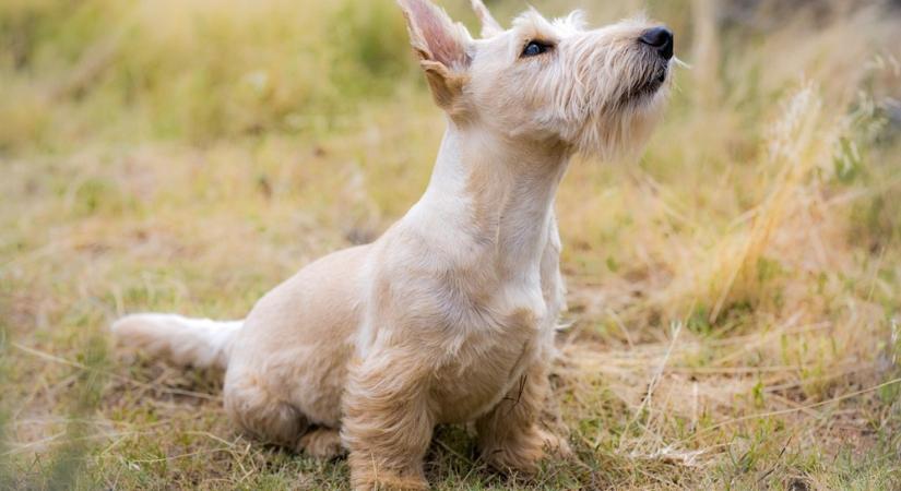 A skót terrier: alacsony, de arisztokratikus – avagy ki is itt a főnök valójában? - Hobbiállat