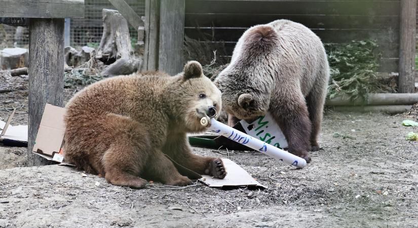 Megszökött két medve, a rendőröket kellett riasztani - naphire.hu