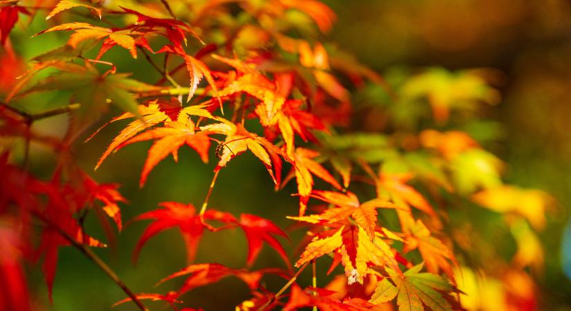 Varázsolj egzotikus hangulatot a kertbe japán juharral! - egy.hu