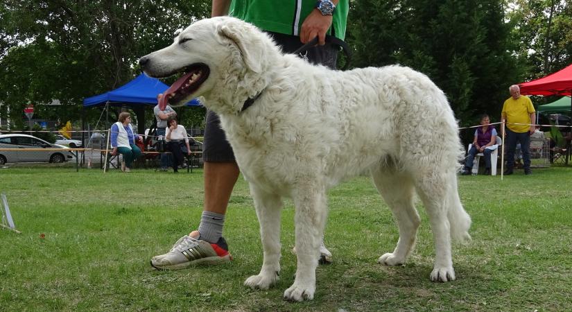 Kuvasz a kihalás szélén: álhír vagy jövőkép? Szakértők válaszolnak. - Kutyabarát Helyek