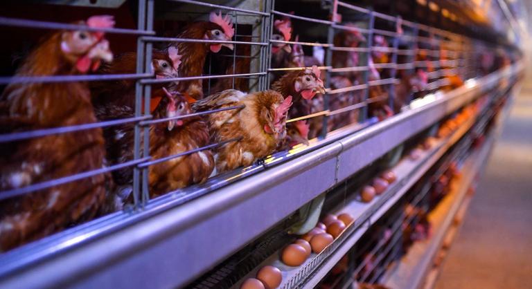 101 ezer tojótyúkot ölnek meg Bács-Kiskun megyében madárinfluenza miatt
