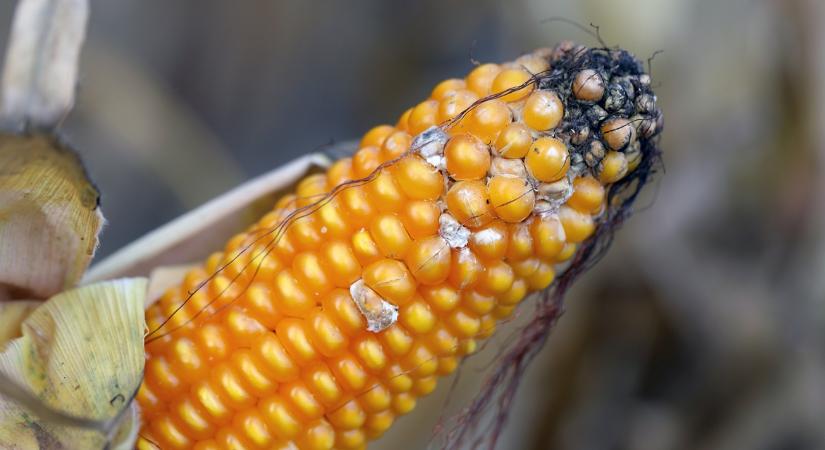 Toxinfertőzés elleni védekezés: ezt minden gazdának tudnia kell - Agroinform