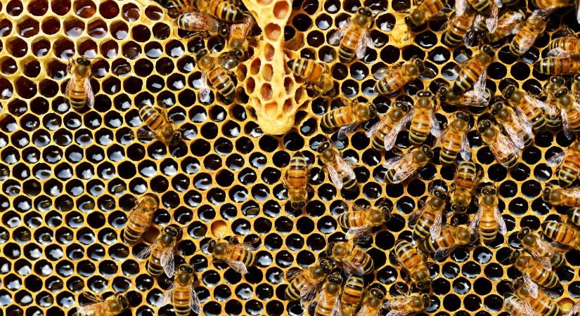 Sikertelen akácszezon, a hársban viszont bíznak a vándorméhészek - Maszol