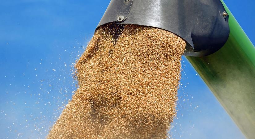 Fontos feladat a búza és a kukorica toxinfertőzésének megelőzése - Agrotrend