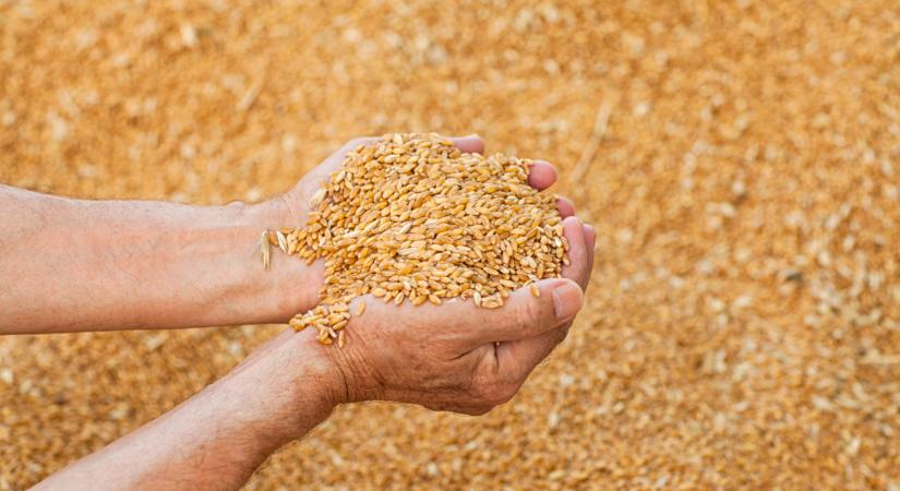 Durva fertőzés érheti el a magyar búzát, kukoricát: erre jó lesz felkészülni - Agrárszektor