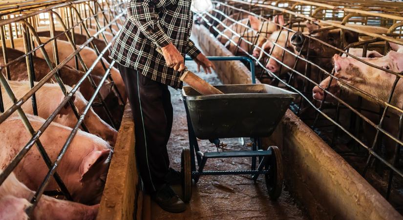 Sertéspestis 2025: Új kitörés a közelben - Agroinform