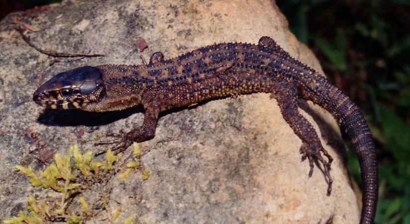 Felfoghatatlan, de apró gyíkok valahogy átvészelték a közelükben földet érő dinoszaurusz-gyilkos kisbolygót - Qubit