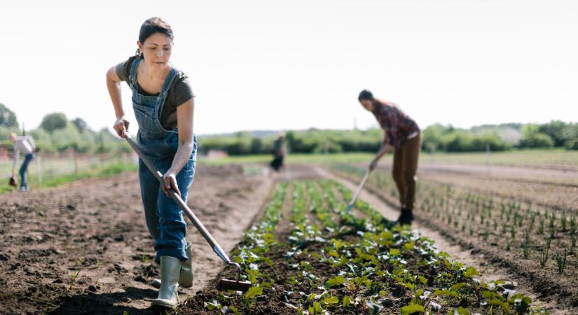 Pénz áll a házhoz: így kereshetnek százezreket az élelmes fiatalok nyáron - Agrárszektor
