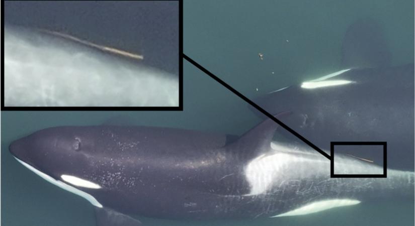 Tengeri moszatokkal tisztogatják egymást a kardszárnyú delfinek - Qubit