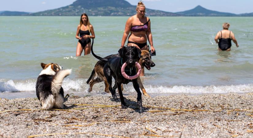 Brutális kánikula: ne hagyd a kedvenceket így, mert azonnal tragédia történik - Sonline