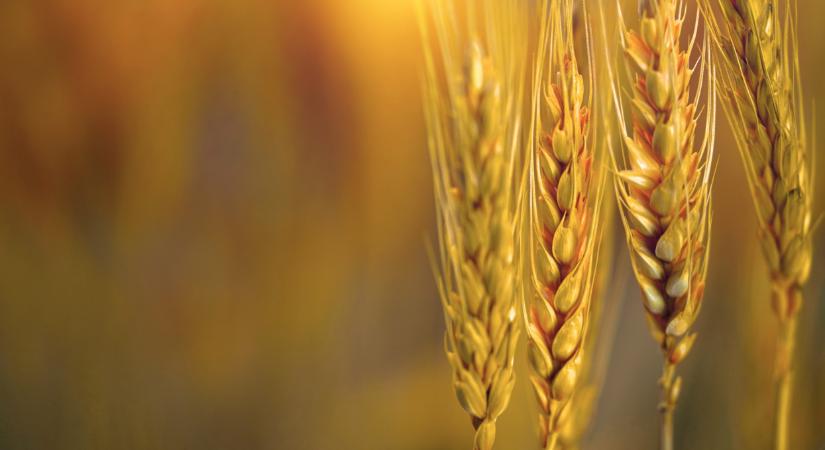 Új lendületet kapott a martonvásári nemesítés - Agrárszektor