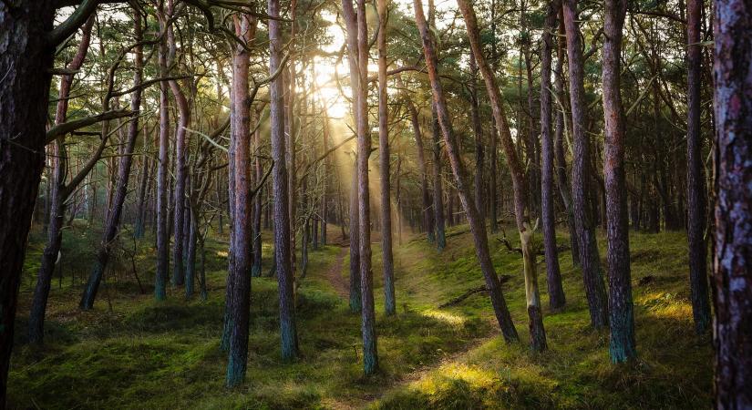 Megjelent az erdőszerkezet-átalakítási tevékenységek támogatásáról szóló pályázati felhívás - Agrotrend
