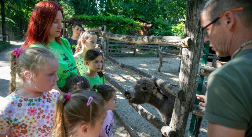 Állati kalandok nyolc héten át, elstartolt a vadaskert tábora – galériával - BAON