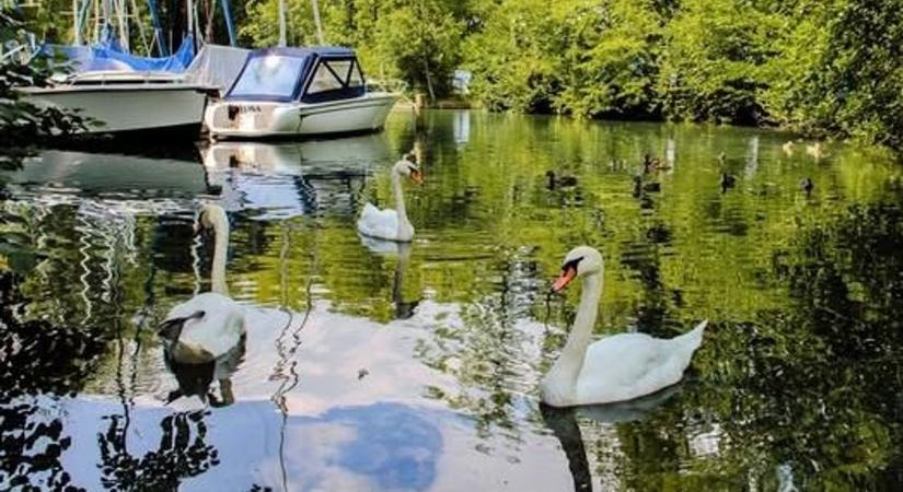 Balatongyöröki strand: a DRV vizsgálja a vízszennyezés okát - Veol