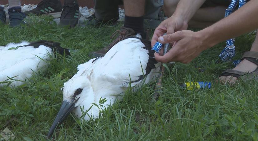 Gyűrűt kaptak ajándékba a gólyafiókák - Győr Plusz