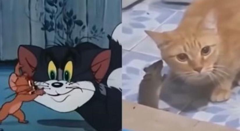 Életre keltek Tom és Jerry legendás balhéi, videón az akcióhősök! - Veol