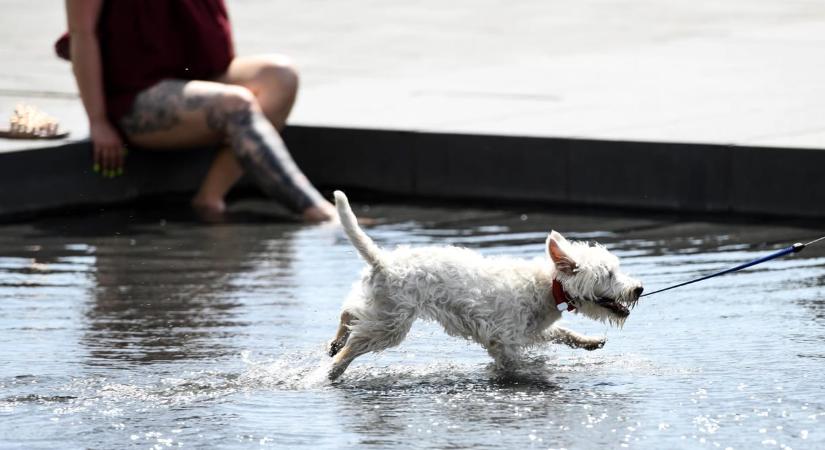 Szerdán megdőlhetett a napi melegrekord Budapesten - HVG - Itthon