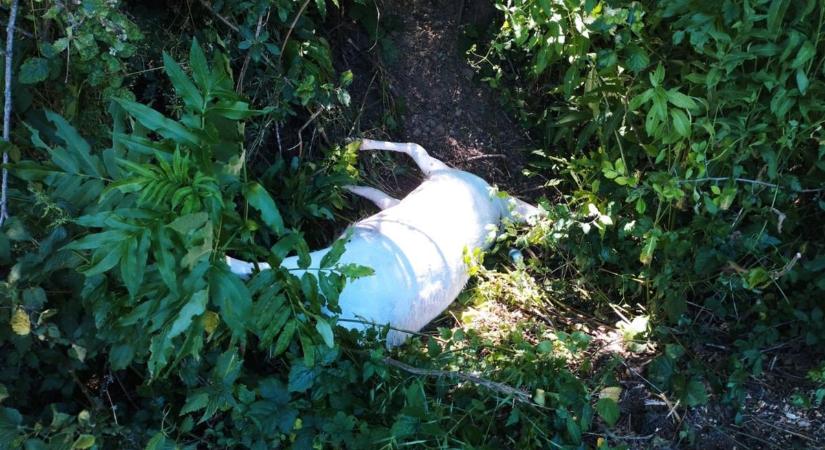 Fehér szarvas tetem sokkolta a járókelőket a buszmegállóban– videó a helyszínről! - Heol