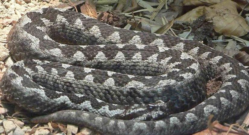 Halálos kígyómarás Szlovéniában: séta közben csapott le a homoki vipera a 80 éves áldozatára - naphire.hu