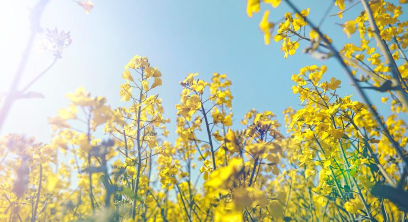 Itt a profi gazdák trükkje: így mentenek meg hektáronként több száz kiló terményt - Agrárszektor