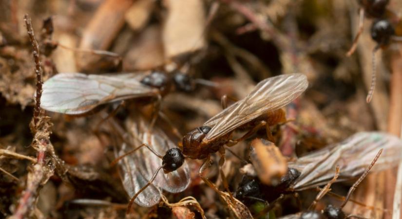 Szárnyas hangyáid vannak? Itt a megoldás! - Agroinform