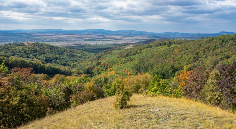Rémisztő tempóban terjednek a kórokozók a Budai-hegységben - atv.hu