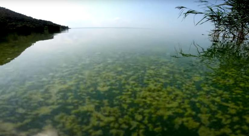 Bezöldült a Balaton – kiderült, mekkora a baj - Infostart