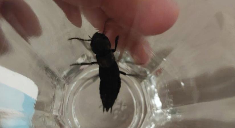Láttad már a lakásban ezt a skorpiószerű bogarat? Elmondjuk, mi a teendő - Ellenszél