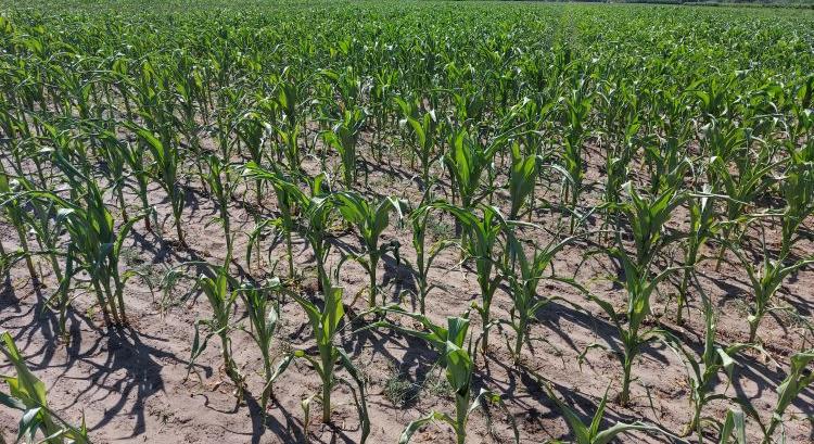 Megint itt a lepke, megint lesz aflatoxin? - Mezőhír