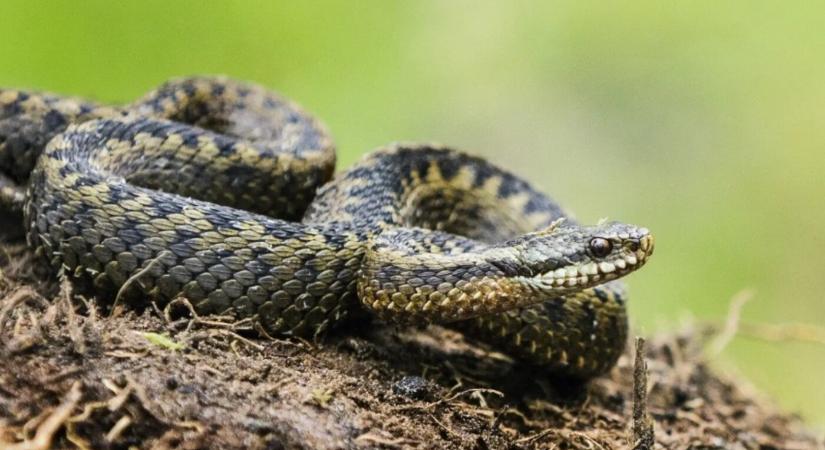Meghalt egy nő egy vipera marása után a népszerű nyaralóhelyen - Új Szó