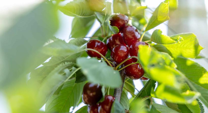 Klímaváltozás is az oka a romló cseresznyeágazatnak - Az Üzlet