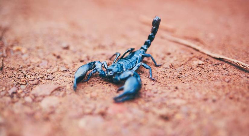 Skorpióméreg lehet a kulcs a mellrák gyógyításához - Velvet