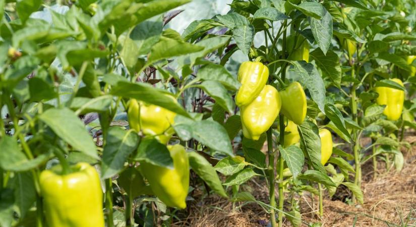 Most dől el a kertben, hogy fog-e teremni a paprika: erre kell figyelni - Ripost
