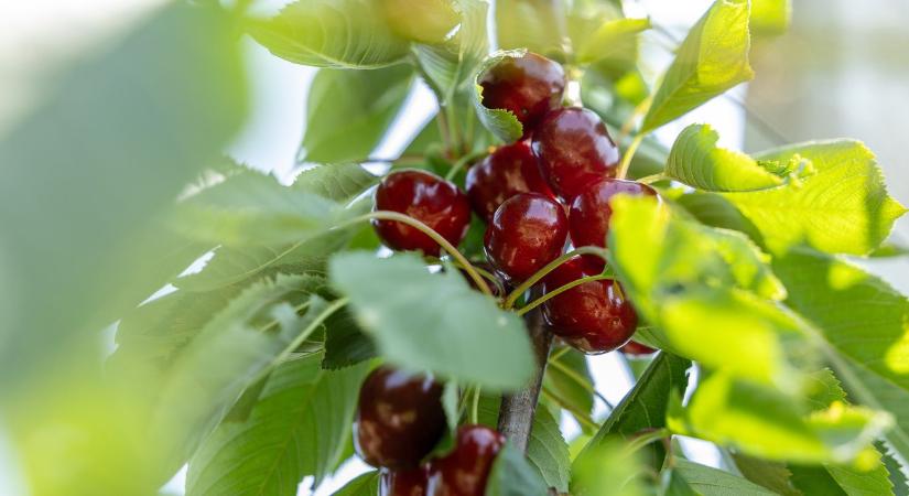 Veszélyben a magyar cseresznyeágazat - Agroinform